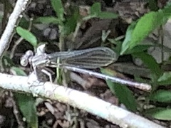 Argia sedula