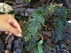 Abrodictyum elongatum