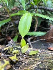 Epidendroideae