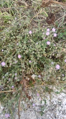 Spergularia rupicola