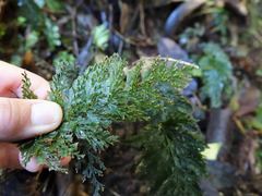 Abrodictyum elongatum