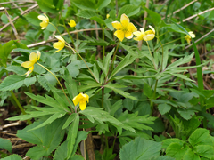 Anemonoides ranunculoides