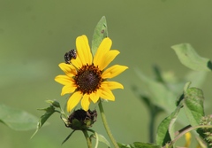 Acmaeodera disjuncta
