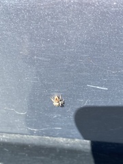 Salticinae