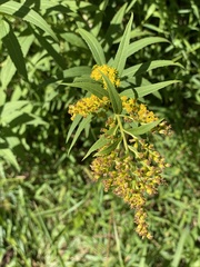 Solidago altissima