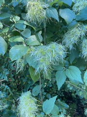 Clematis virginiana