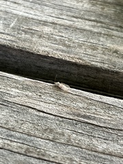 Tingidae
