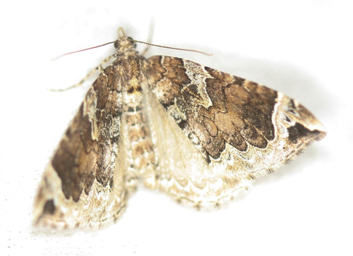 Northwestern Phoenix Moth photo 4