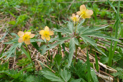 Anemonoides uralensis