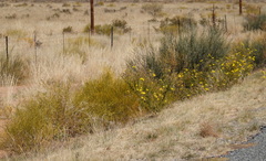 Monechma spartioides