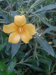 Ludwigia grandiflora