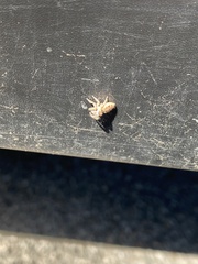 Salticinae