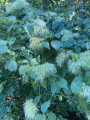 Clematis virginiana