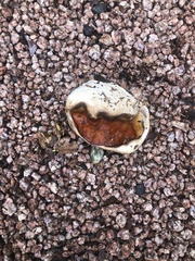 Ganoderma