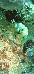 Stenopus hispidus
