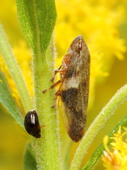 Olibrus