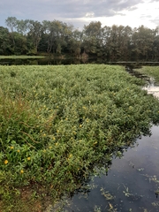 Ludwigia grandiflora