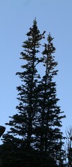 Abies lasiocarpa