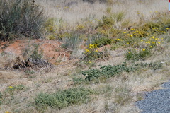Osteospermum microcarpum