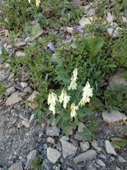 Hedysarum sulphurescens