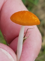 Marasmius vagus