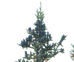 Abies lasiocarpa