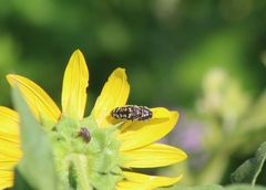 Acmaeodera disjuncta