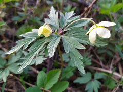 Anemonoides uralensis