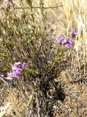 Thymus pallasianus