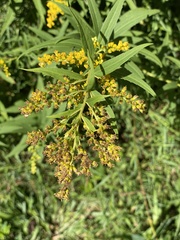 Solidago altissima