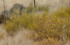 Osteospermum microcarpum