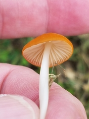 Marasmius vagus