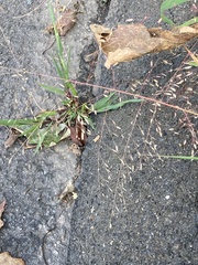 Eragrostis spectabilis