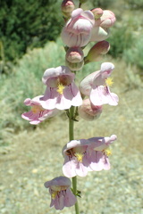 Penstemon palmeri