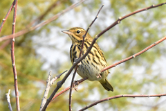 Anthus trivialis