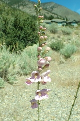 Penstemon palmeri