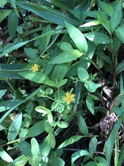 Hypericum mutilum