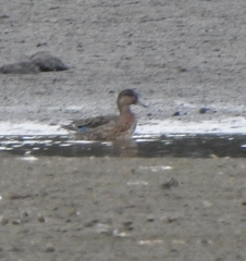 Anas platyrhynchos platyrhynchos