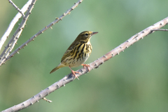 Anthus trivialis