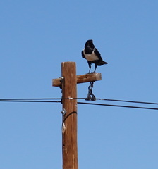 Corvus albus