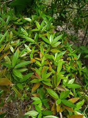Garcinia hessii