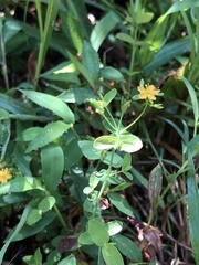 Hypericum mutilum