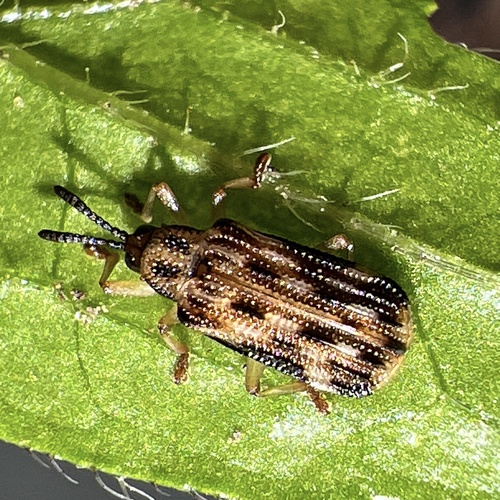 Sumitrosis inaequalis photo 4