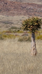 Aloidendron dichotomum