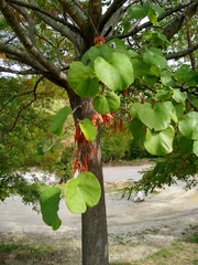 Cercis siliquastrum