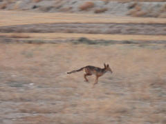 Vulpes vulpes silacea