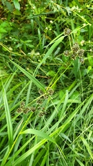 Scirpus sylvaticus