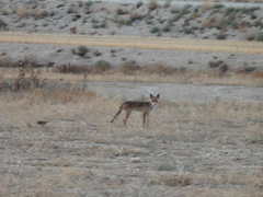 Vulpes vulpes silacea