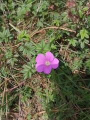 Geranium potentillifolium