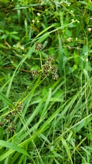 Scirpus sylvaticus